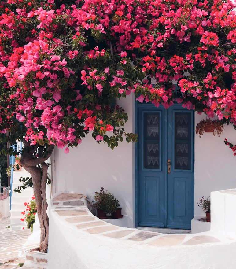 Whitewashed house with a blue door under flowering bougainvillaea